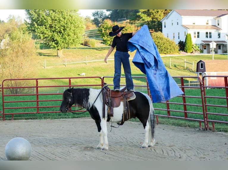 Más ponis/caballos pequeños Caballo castrado 4 años 124 cm Pío in Fresno