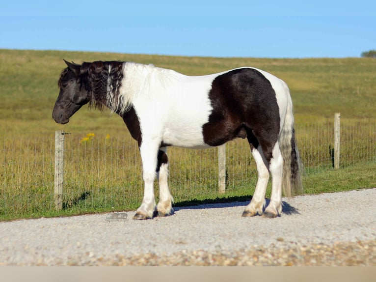 Más ponis/caballos pequeños Caballo castrado 4 años 124 cm Pío in Fresno