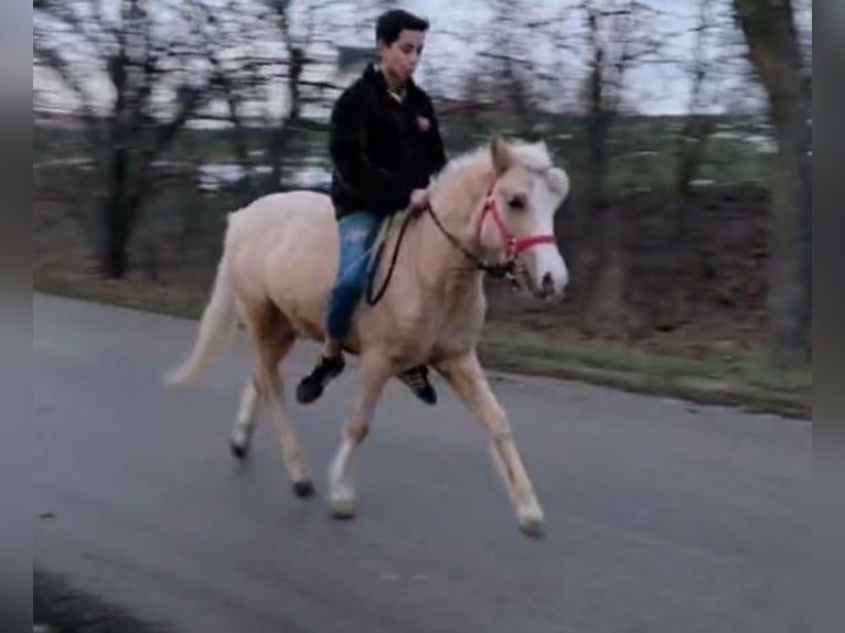 Más ponis/caballos pequeños Caballo castrado 4 años 125 cm Palomino in Rechnitz