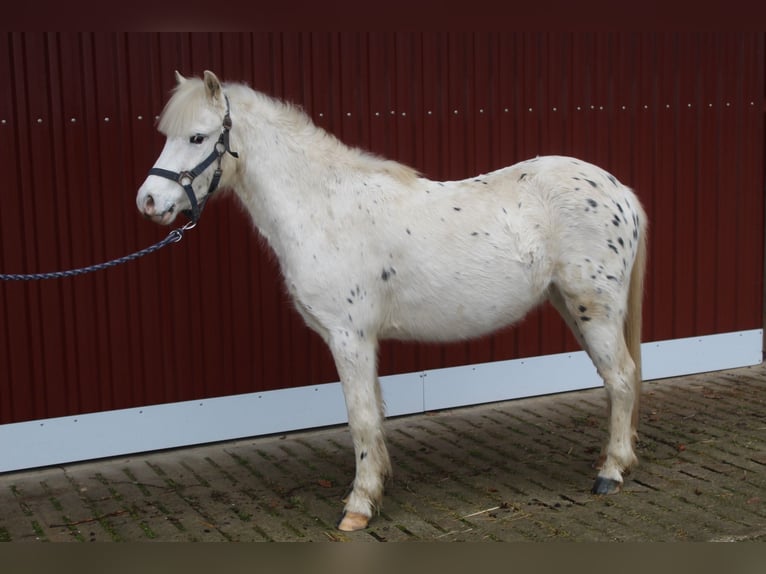 Más ponis/caballos pequeños Mestizo Caballo castrado 4 años 125 cm Tordo in Alfhausen