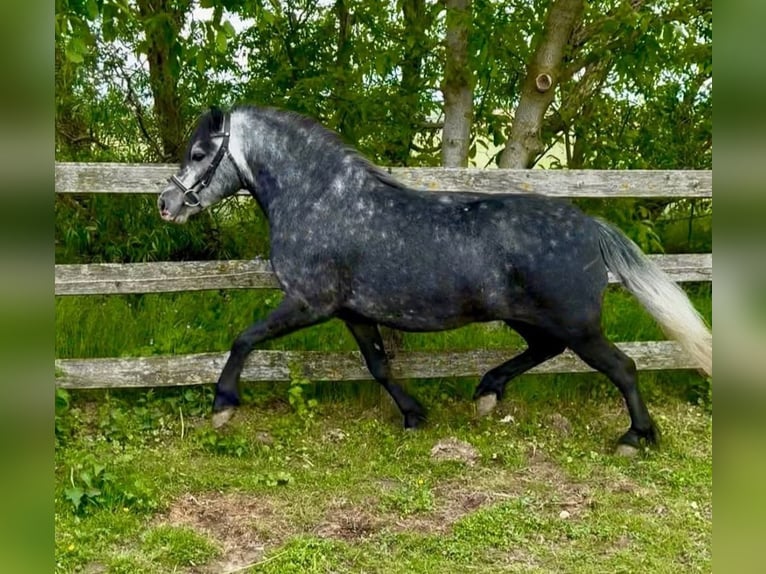 Más ponis/caballos pequeños Caballo castrado 4 años 130 cm Tordo rodado in Rechnitz
