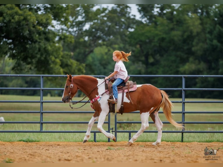 Más ponis/caballos pequeños Caballo castrado 4 años 132 cm Pío in Auburn