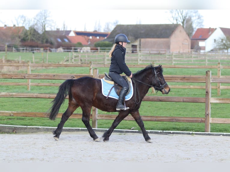 Más ponis/caballos pequeños Caballo castrado 4 años 133 cm Castaño in Pepingen