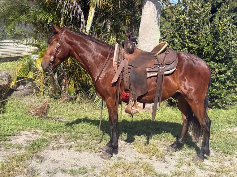 Más ponis/caballos pequeños Caballo castrado 4 años 135 cm Castaño rojizo in Loxahatchee