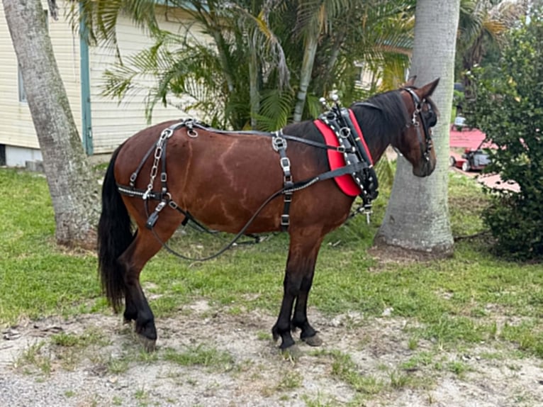 Más ponis/caballos pequeños Caballo castrado 4 años 135 cm Castaño rojizo in Loxahatchee
