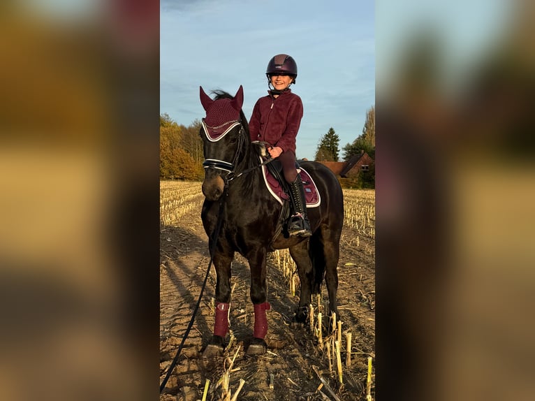 Más ponis/caballos pequeños Caballo castrado 4 años 135 cm Morcillo in Bramsche