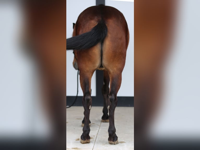 Más ponis/caballos pequeños Caballo castrado 4 años 137 cm Castaño rojizo in Shipshewana