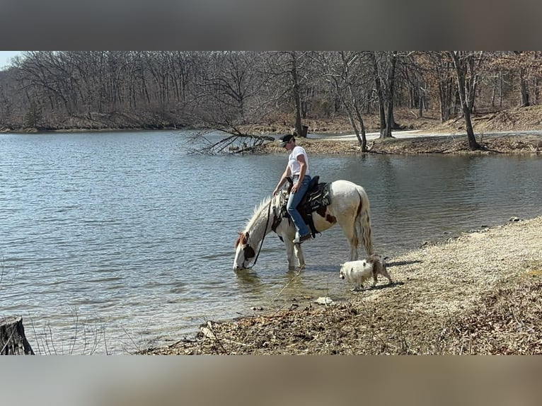 Más ponis/caballos pequeños Caballo castrado 4 años 137 cm Pío in Princeton