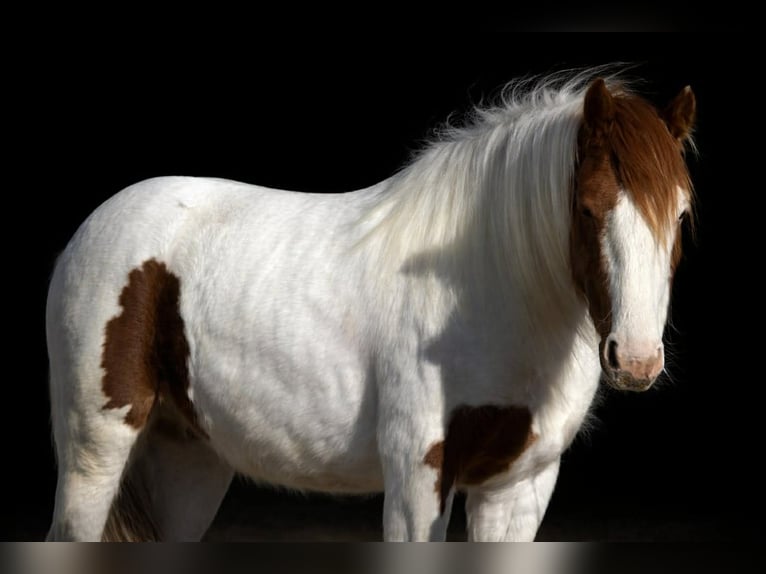 Más ponis/caballos pequeños Caballo castrado 4 años 137 cm Pío in Princeton