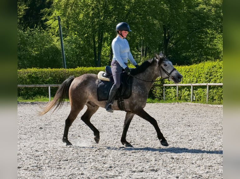 Más ponis/caballos pequeños Caballo castrado 4 años 138 cm Tordo in Neustadt (Wied)