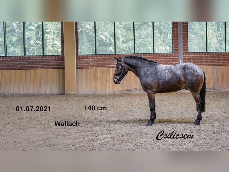 Más ponis/caballos pequeños Caballo castrado 4 años 140 cm in Ankum