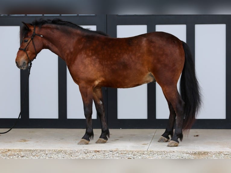 Más ponis/caballos pequeños Caballo castrado 4 años 140 cm Castaño rojizo in Shipshewana