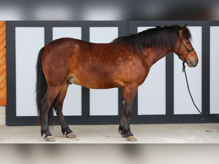 Más ponis/caballos pequeños Caballo castrado 4 años 140 cm Castaño rojizo in Shipshewana