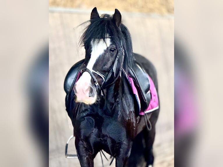 Más ponis/caballos pequeños Caballo castrado 4 años 140 cm Negro in Bexbach