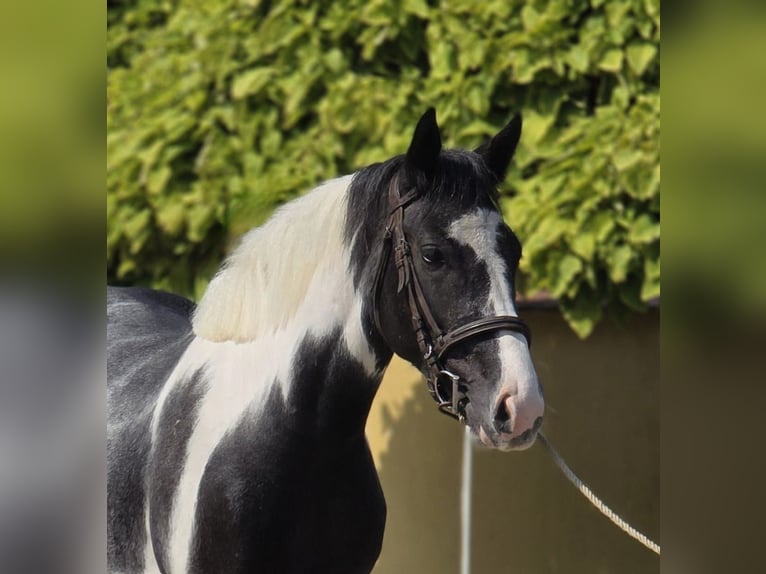 Más ponis/caballos pequeños Caballo castrado 4 años 140 cm Pío in Békéscsaba