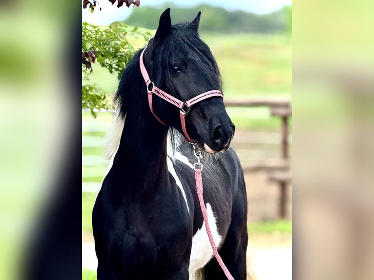 Más ponis/caballos pequeños Caballo castrado 4 años 140 cm Pío in Bexbach