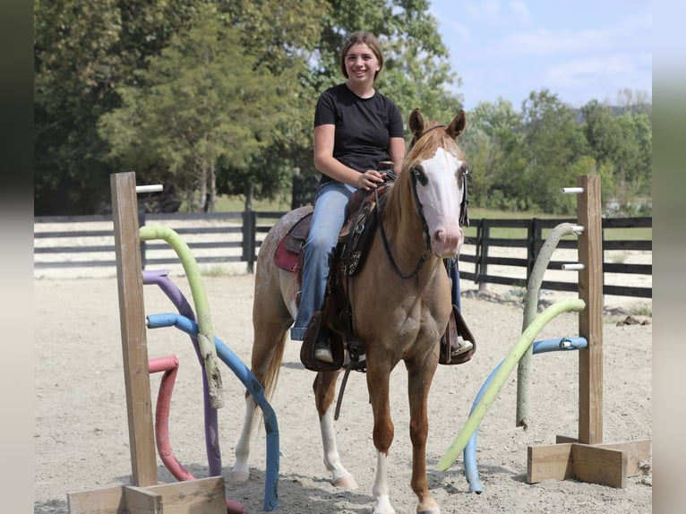 Más ponis/caballos pequeños Mestizo Caballo castrado 4 años 142 cm Bayo in Wallingford