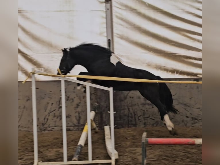 Más ponis/caballos pequeños Caballo castrado 4 años 142 cm Pío in B&#xE9;k&#xE9;scsaba