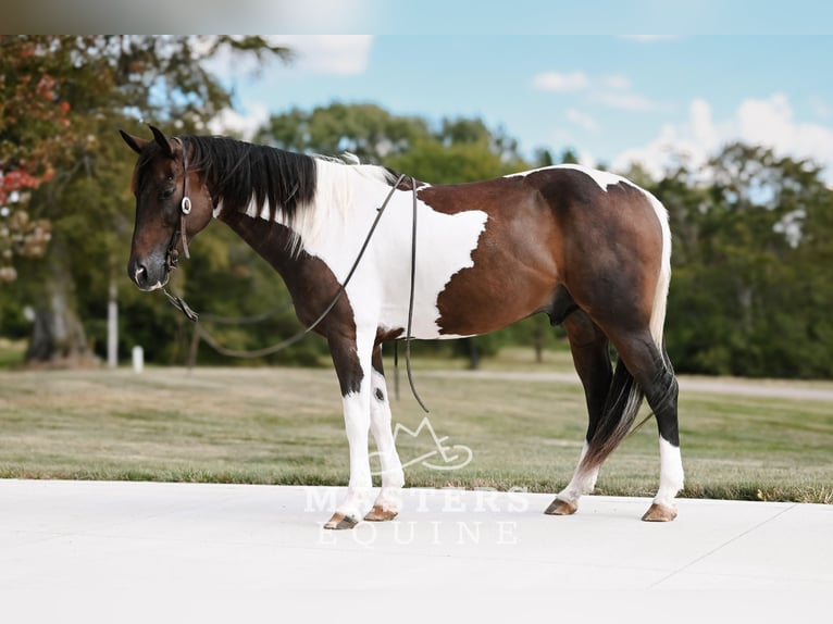 Más ponis/caballos pequeños Mestizo Caballo castrado 4 años 142 cm Pío in Orrville