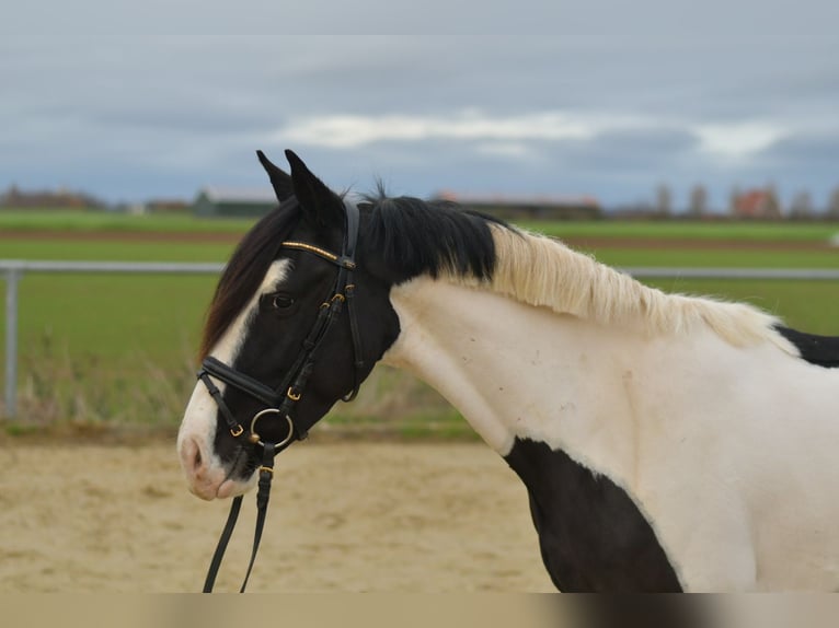 Más ponis/caballos pequeños Caballo castrado 4 años 143 cm Pío in Geilenkirchen