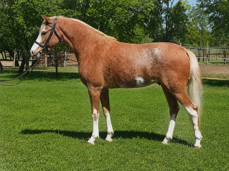 Más ponis/caballos pequeños Caballo castrado 4 años 143 cm Ruano alazán in Békéscsaba