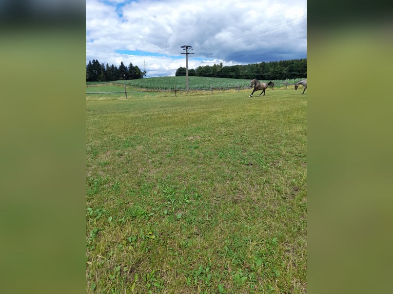 Más ponis/caballos pequeños Mestizo Caballo castrado 4 años 144 cm Musgo marrón in Bad Saulgau