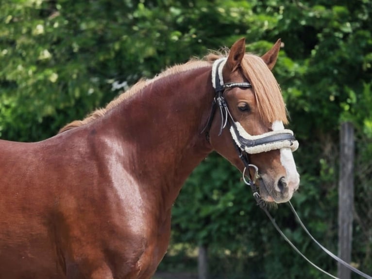 Más ponis/caballos pequeños Caballo castrado 4 años 145 cm Alazán-tostado in B&#xE9;k&#xE9;scsaba