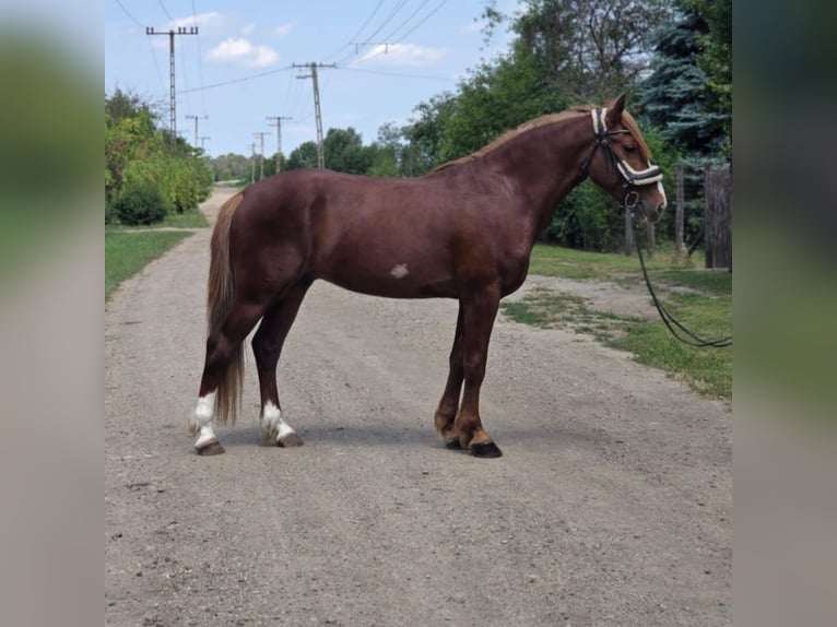 Más ponis/caballos pequeños Caballo castrado 4 años 145 cm Alazán-tostado in B&#xE9;k&#xE9;scsaba