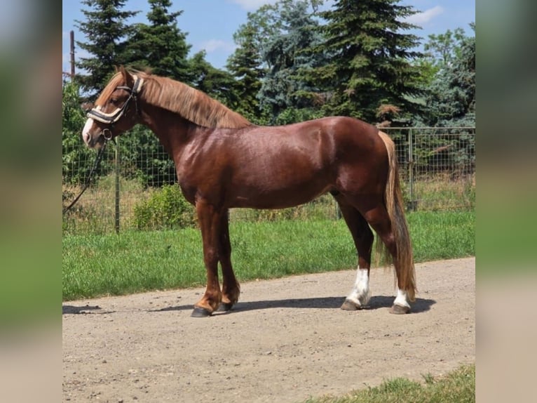 Más ponis/caballos pequeños Caballo castrado 4 años 145 cm Alazán-tostado in B&#xE9;k&#xE9;scsaba