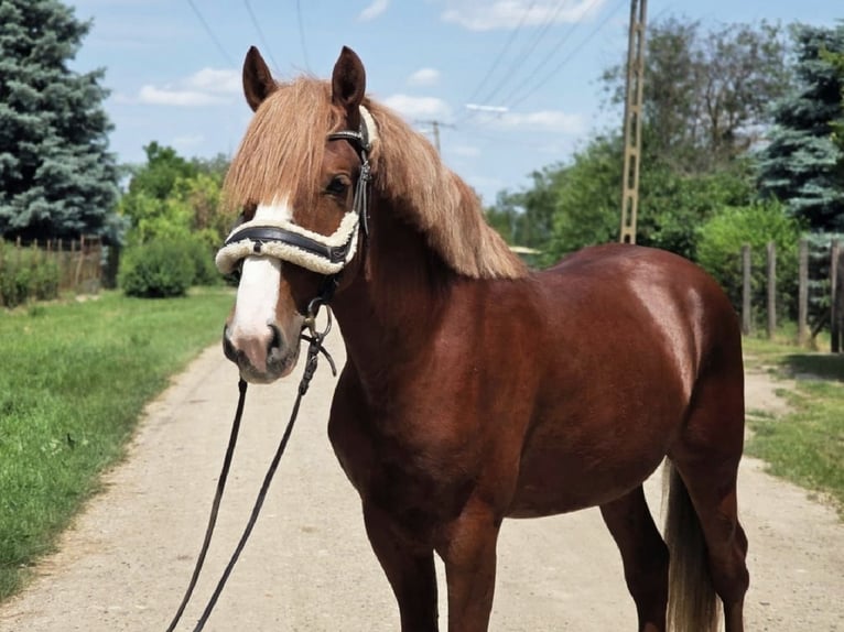 Más ponis/caballos pequeños Caballo castrado 4 años 145 cm Alazán-tostado in B&#xE9;k&#xE9;scsaba