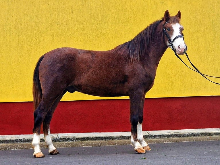 Más ponis/caballos pequeños Caballo castrado 4 años 145 cm Alazán-tostado in Rechnitz