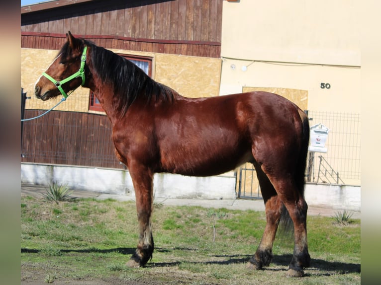 Más ponis/caballos pequeños Caballo castrado 4 años 145 cm Castaño in Békés