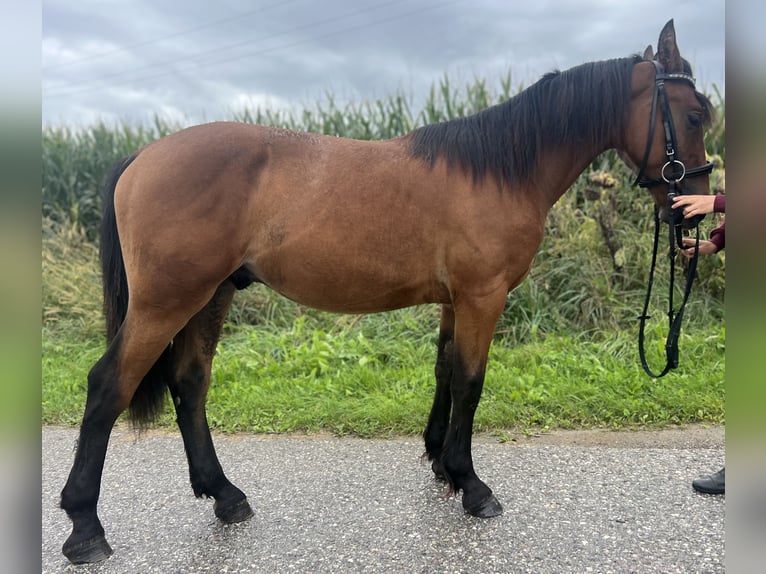 Más ponis/caballos pequeños Caballo castrado 4 años 145 cm Castaño claro in Uttendorf