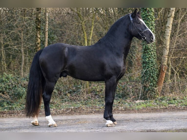 Más ponis/caballos pequeños Caballo castrado 4 años 145 cm Negro in Békéscsaba
