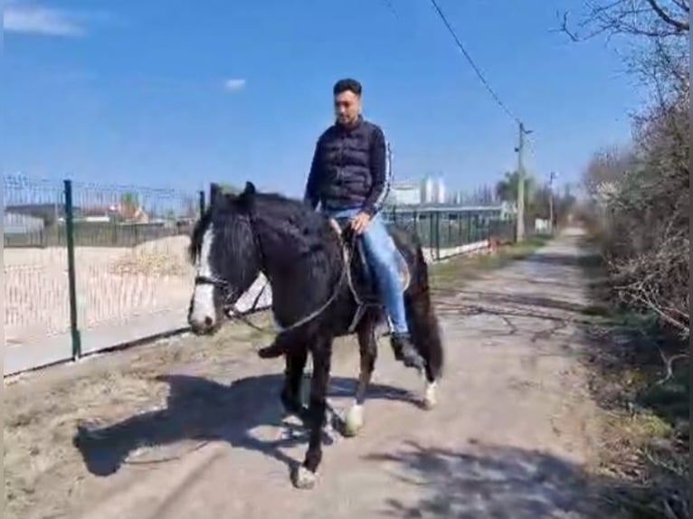 Más ponis/caballos pequeños Caballo castrado 4 años 145 cm Negro in Rechnitz