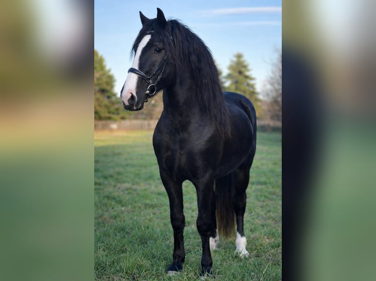Más ponis/caballos pequeños Caballo castrado 4 años 145 cm Negro in Rechnitz