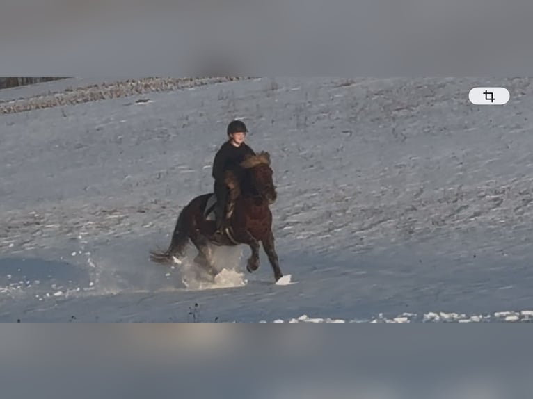 Más ponis/caballos pequeños Caballo castrado 4 años 147 cm Alazán-tostado in Rechnitz