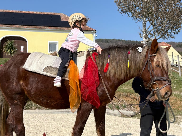 Más ponis/caballos pequeños Caballo castrado 4 años 147 cm Alazán-tostado in Rechnitz
