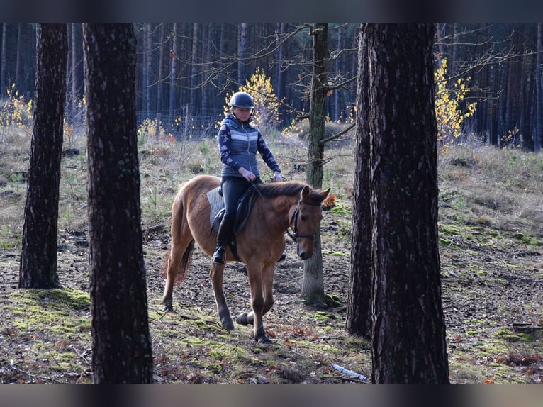 Más ponis/caballos pequeños Caballo castrado 4 años 147 cm Bayo in Chełmno