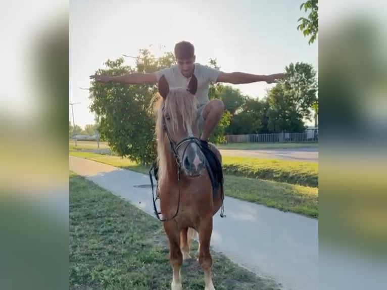 Más ponis/caballos pequeños Caballo castrado 4 años 148 cm Alazán in Rechnitz