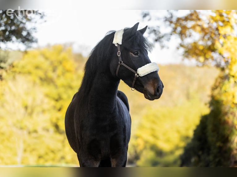Más ponis/caballos pequeños Caballo castrado 4 años 148 cm Castaño oscuro in Windhagen
