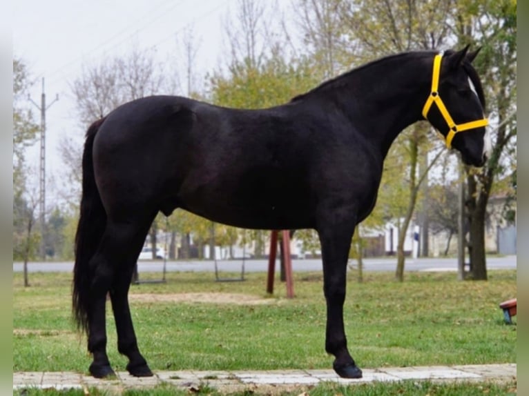 Más ponis/caballos pequeños Caballo castrado 4 años 148 cm Negro in B&#xE9;k&#xE9;scsaba