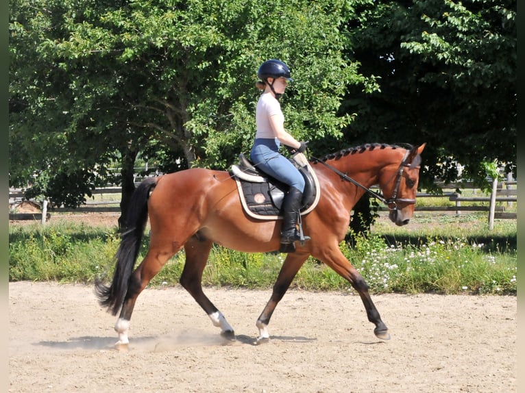 Más ponis/caballos pequeños Caballo castrado 4 años 149 cm Castaño in Schattendorf