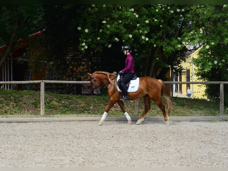 Más ponis/caballos pequeños Caballo castrado 4 años 150 cm Alazán in Wellheim