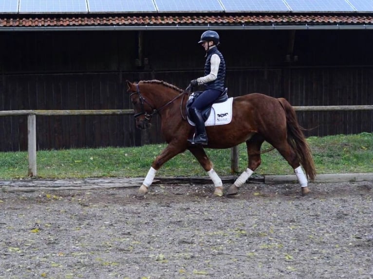 Más ponis/caballos pequeños Caballo castrado 4 años 150 cm Alazán in Wellheim