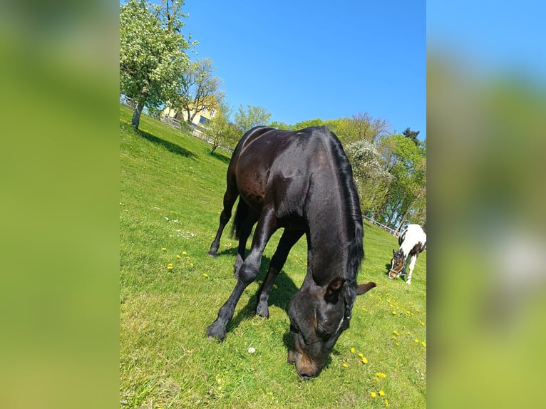 Más ponis/caballos pequeños Caballo castrado 4 años 150 cm Castaño oscuro in Jabel