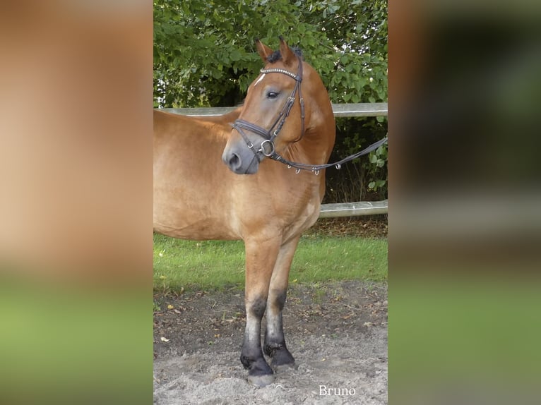 Más ponis/caballos pequeños Mestizo Caballo castrado 4 años 152 cm Castaño in Bünde