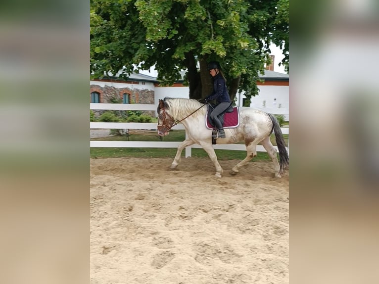 Más ponis/caballos pequeños Caballo castrado 4 años 155 cm Pío in Neu Gaarz