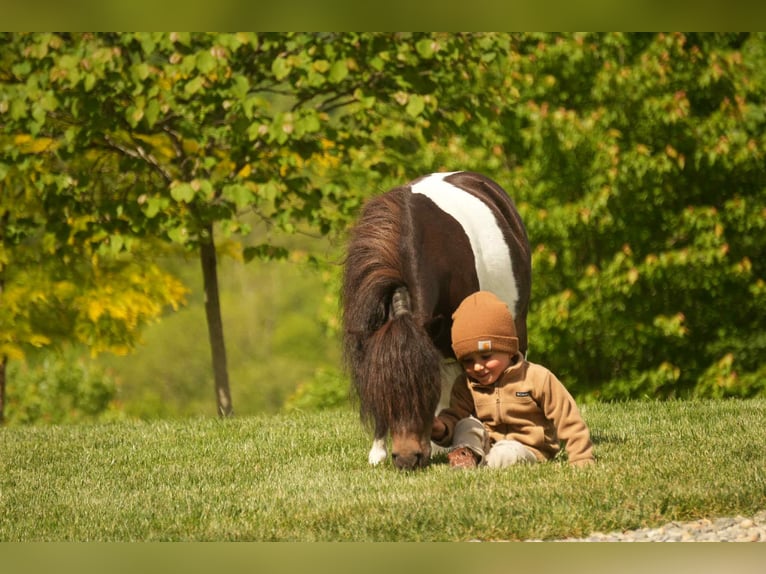 Más ponis/caballos pequeños Caballo castrado 4 años 81 cm in Fresno, OH