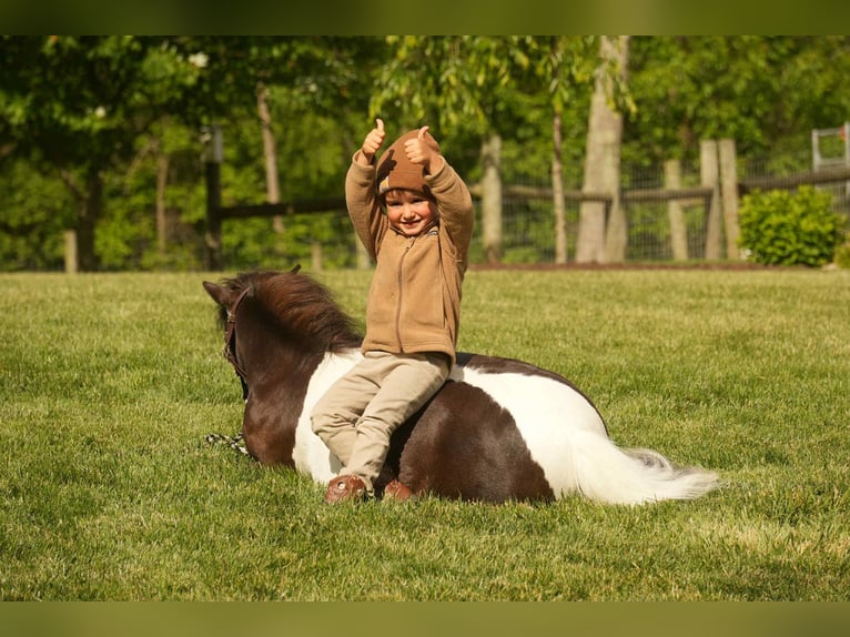 Más ponis/caballos pequeños Caballo castrado 4 años 81 cm in Fresno, OH